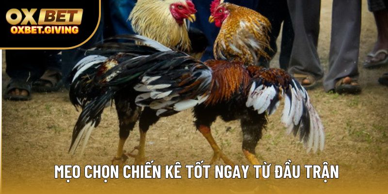 Mẹo chọn chiến kê tốt ngay từ đầu trận Mẹo chọn chiến kê tốt ngay từ đầu trận