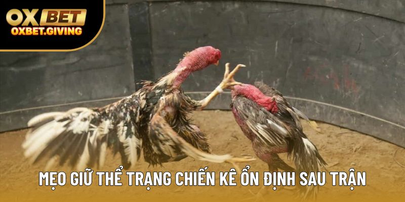 Mẹo giữ thể trạng chiến kê ổn định sau trận Mẹo giữ thể trạng chiến kê ổn định sau trận