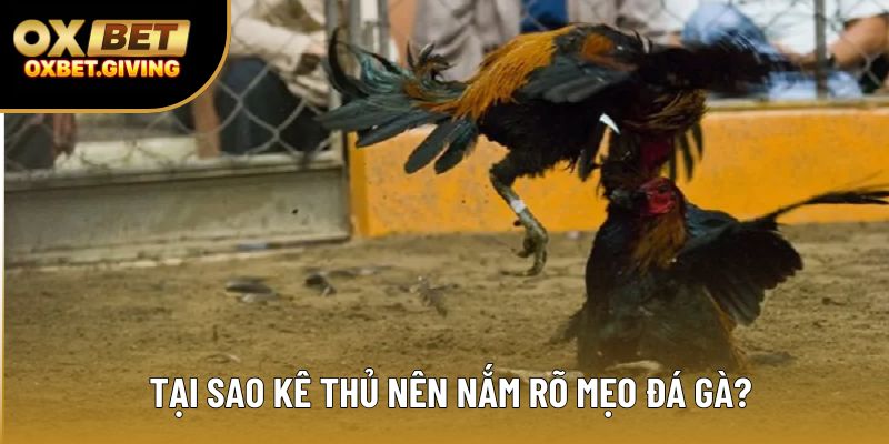 Tại sao kê thủ nên nắm rõ mẹo đá gà? Tại sao kê thủ nên nắm rõ mẹo đá gà?