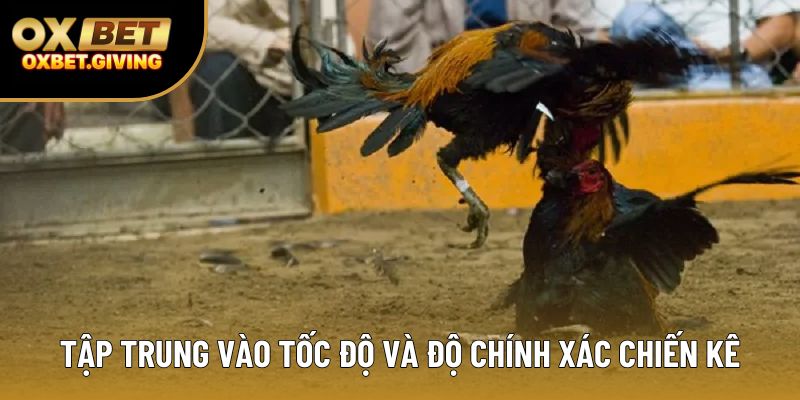 Tập trung vào tốc độ và độ chính xác chiến kê Tập trung vào tốc độ và độ chính xác chiến kê